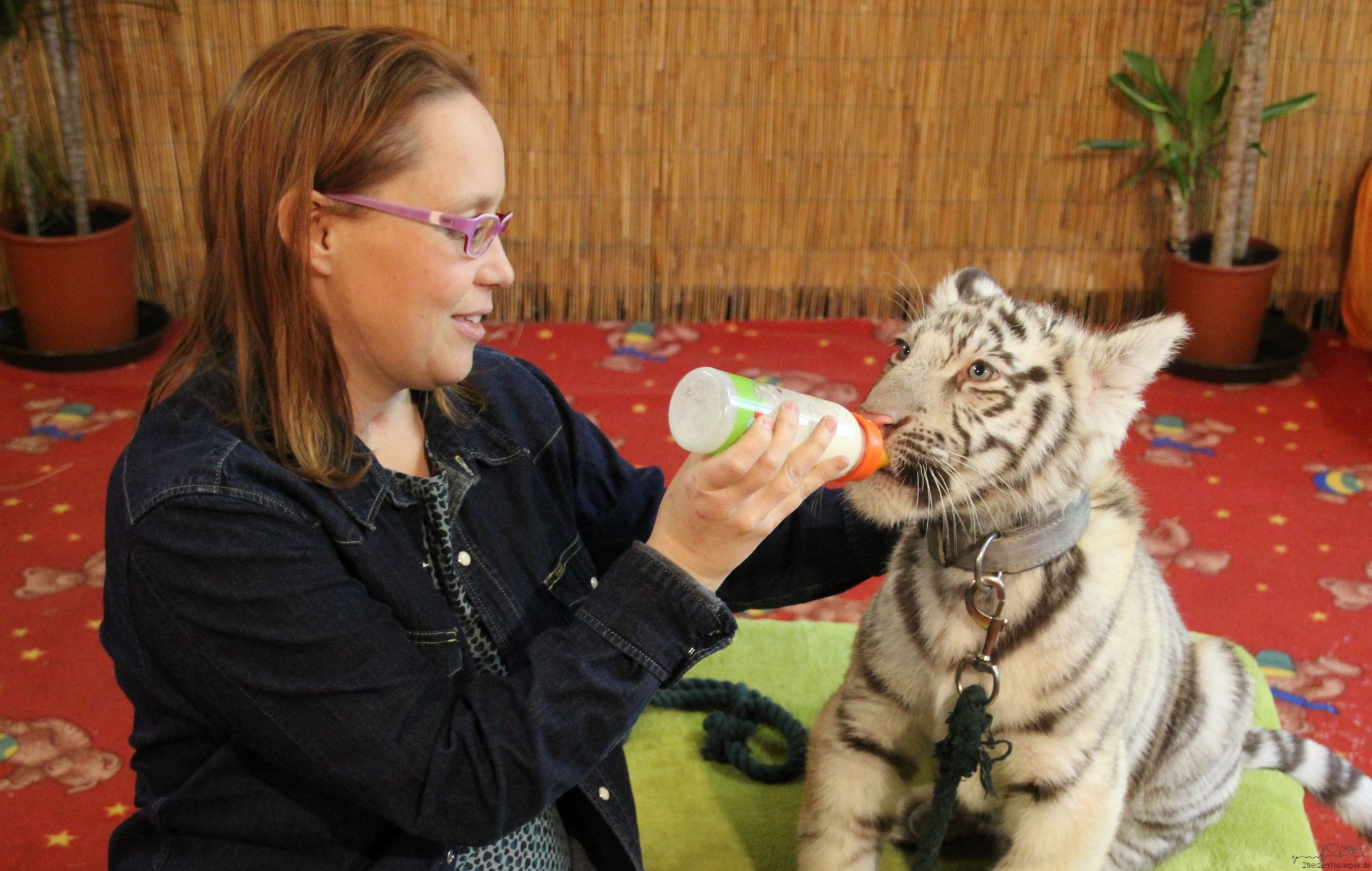 der kleine Tiger Adonis