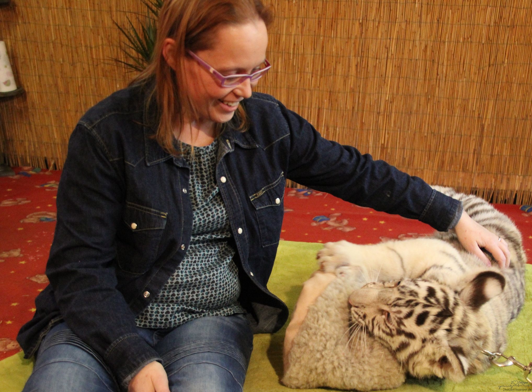 der kleine Tiger Adonis