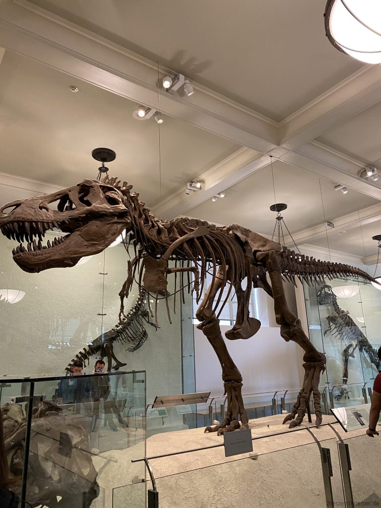 Naturkundemuseum in New York
